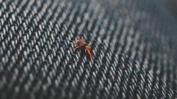 Effective Strategies for Bedbug Extermination