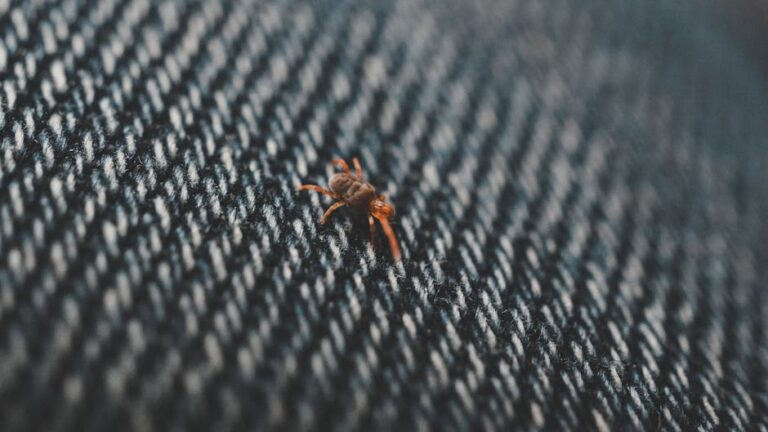 Effective Strategies for Bedbug Extermination