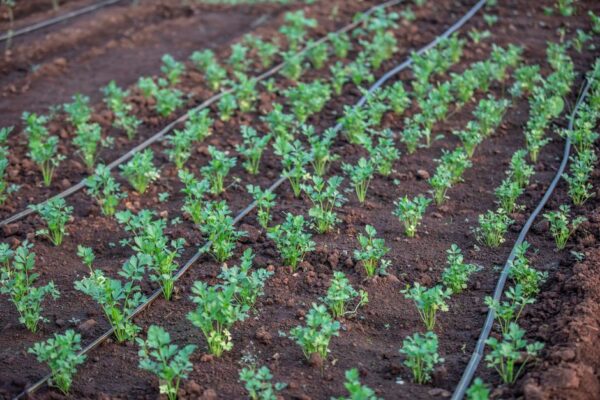 La importancia de los suministros agrícolas orgánicos en la agricultura sostenible
