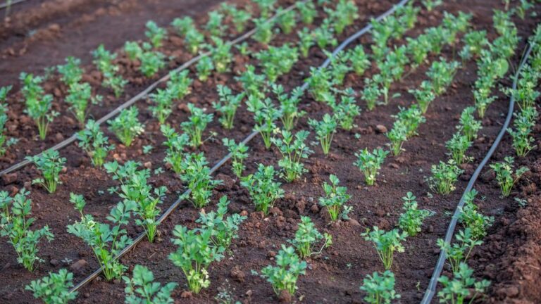 La importancia de los suministros agrícolas orgánicos en la agricultura sostenible