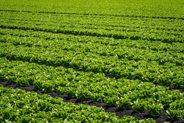Unlocking the Secrets of Organic Farming Supplies