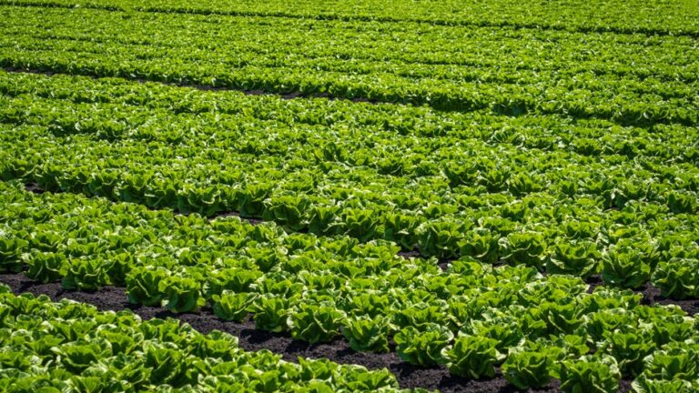 Unlocking the Secrets of Organic Farming Supplies