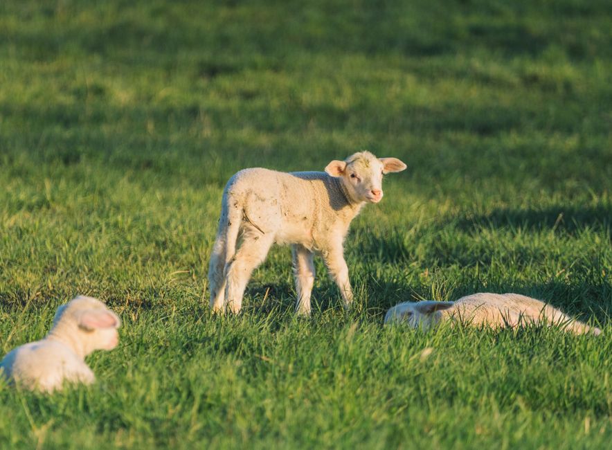 supplier of livestock feed