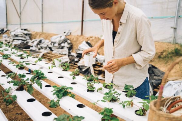Unlocking the Potential of Aquaponics Kits for Sustainable Gardening