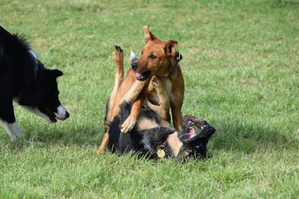 犬のしつけ教室: 愛犬との絆を深める方法