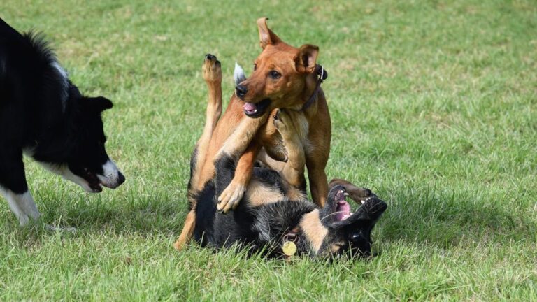 犬のしつけ教室: 愛犬との絆を深める方法