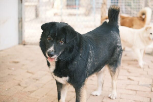 Choosing the Right Pet Boarding Facility for Your Furry Friend