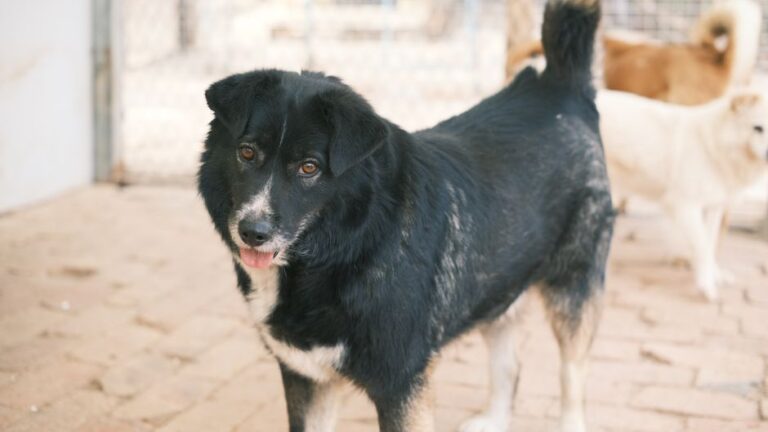 Choosing the Right Pet Boarding Facility for Your Furry Friend