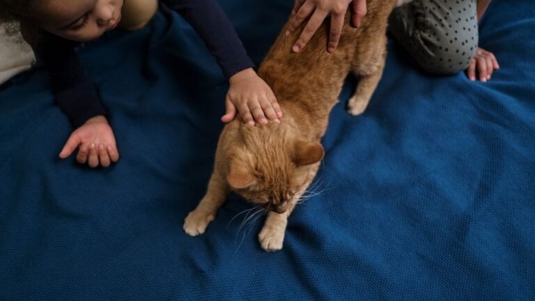 La importancia del seguro para mascotas en la vida moderna