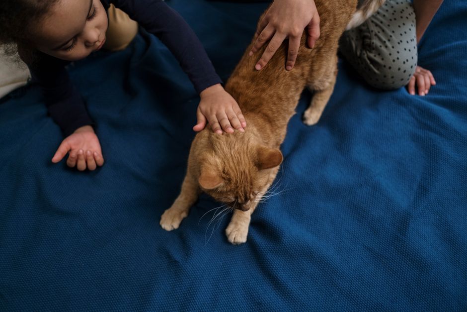 seguro para mascotas