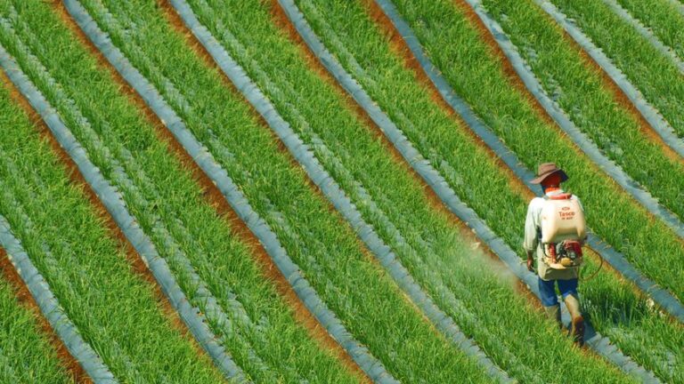 Understanding Crop Insurance: A Safety Net for Farmers