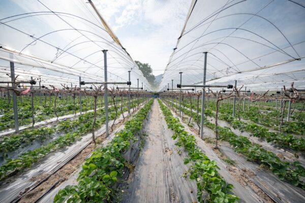 The Future of Agriculture: Exploring Vertical Farming Technology