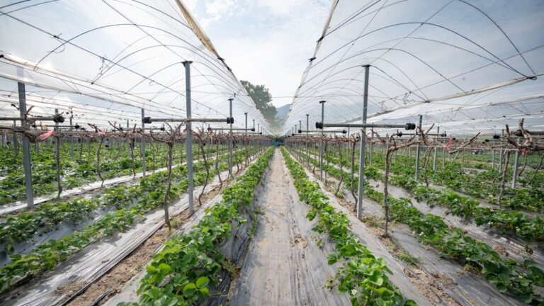 The Future of Agriculture: Exploring Vertical Farming Technology