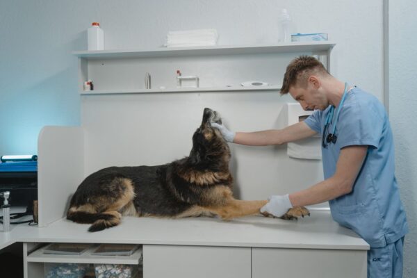 La importancia de la clínica veterinaria para el bienestar de tus mascotas