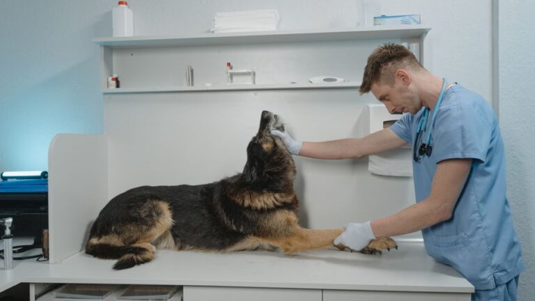 La importancia de la clínica veterinaria para el bienestar de tus mascotas