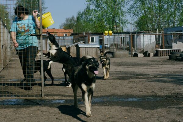 犬の保育園の重要性と選び方