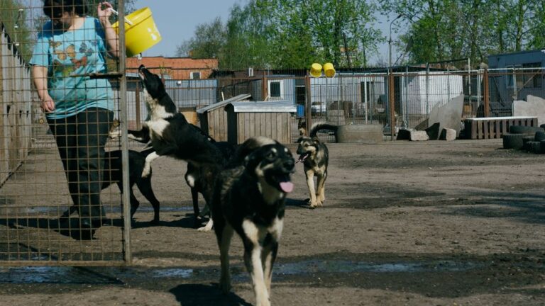 犬の保育園の重要性と選び方