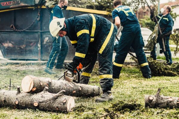 伐採業者の見積もりを理解するためのガイド